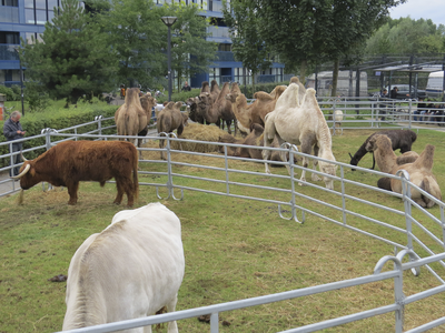 906573 Afbeelding van grazende dieren, onder andere kamelen, van het Circus Belly, dat de tenten opgeslagen heeft in ...